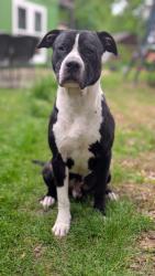 Found/Stray Male Dog last seen Chandler Park Community Center, Tulsa, OK 74107