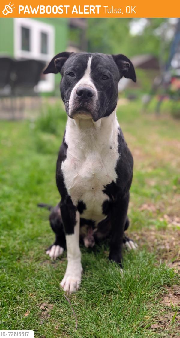 Found/Stray Male Dog last seen Chandler Park Community Center, Tulsa, OK 74107