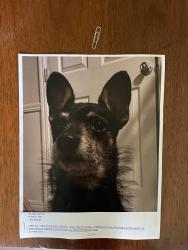 Found/Stray Female Dog last seen NW 56th & N Portland Ave. OKC, Oklahoma City, OK 73112