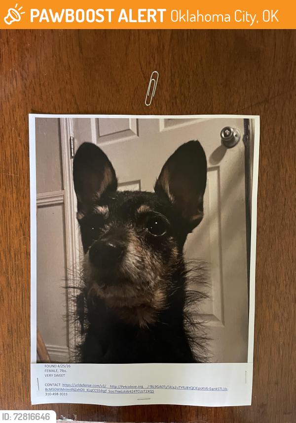 Found/Stray Female Dog last seen NW 56th & N Portland Ave. OKC, Oklahoma City, OK 73112