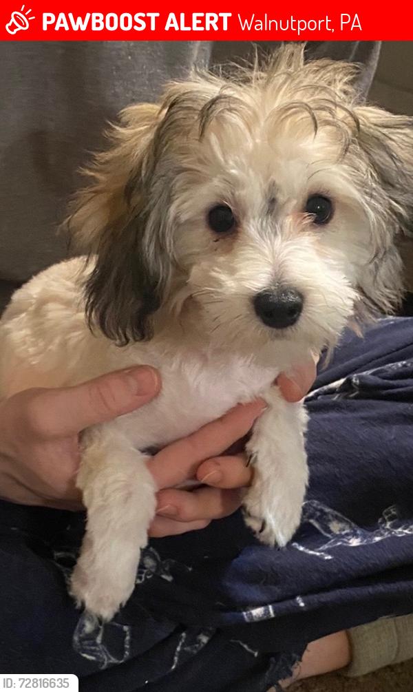 Lost Female Dog last seen Mountainside , Walnutport, PA 18088