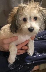 Lost Female Dog last seen Mountainside , Walnutport, PA 18088