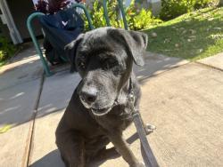 Found/Stray Male Dog last seen Kanani and auhana , Kihei, HI 96753