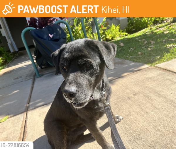 Found/Stray Male Dog last seen Kanani and auhana , Kihei, HI 96753
