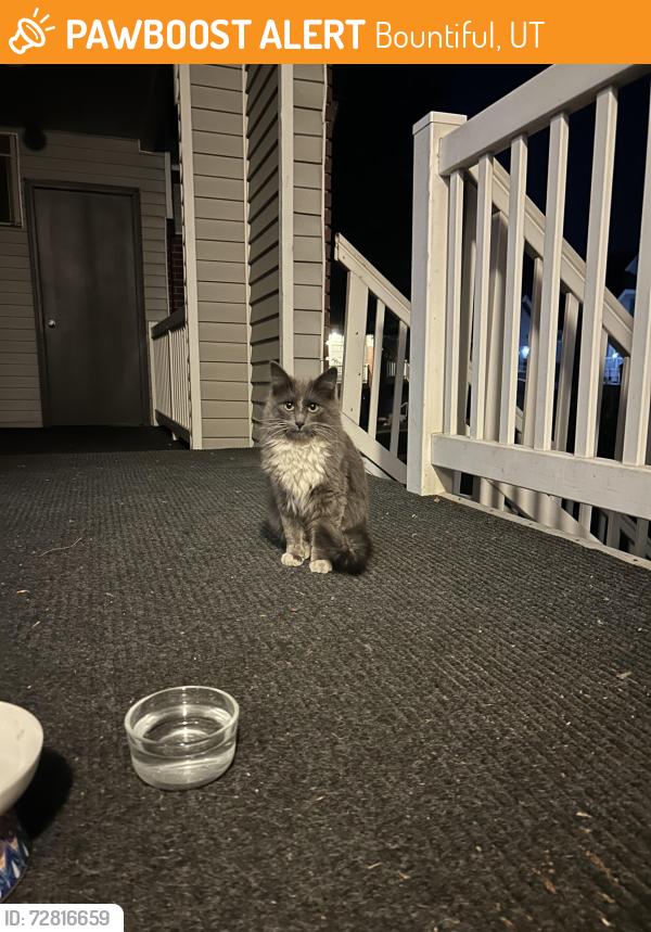 Found/Stray Male Cat last seen Honda car dealership , Bountiful, UT 84010
