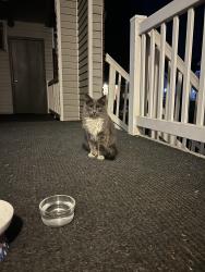 Found/Stray Male Cat last seen Honda car dealership , Bountiful, UT 84010