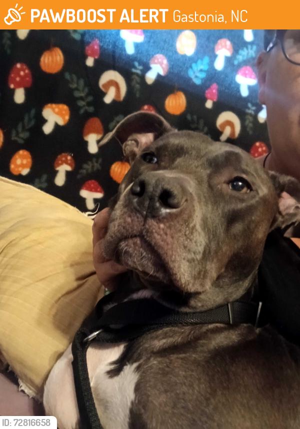 Found/Stray Female Dog last seen Crawford road, Gastonia, NC 28052