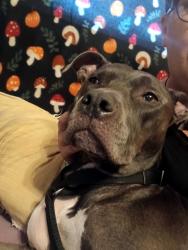 Found/Stray Female Dog last seen Crawford road, Gastonia, NC 28052