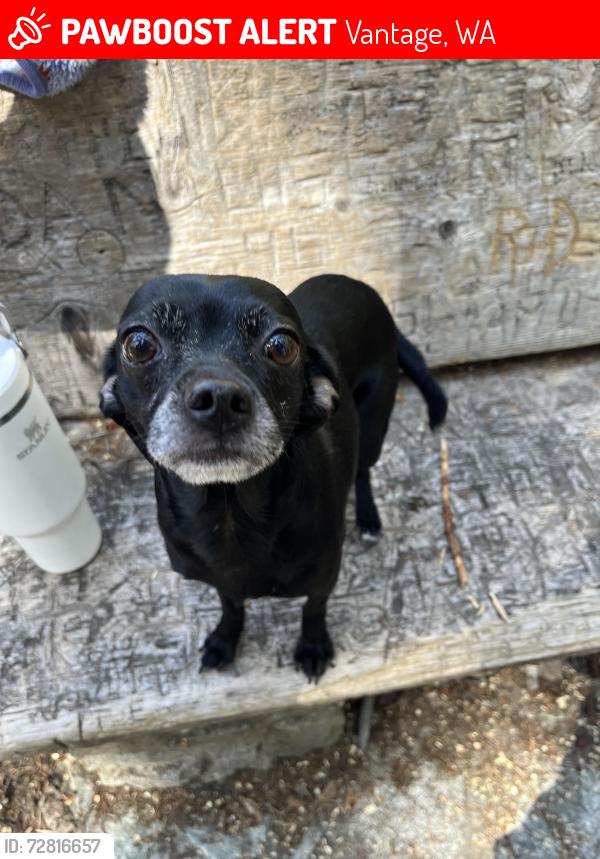 Lost Female Dog last seen big pull over area near vantage bridge, Vantage, WA 98950