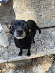 Lost Female Dog last seen big pull over area near vantage bridge, Vantage, WA 98950
