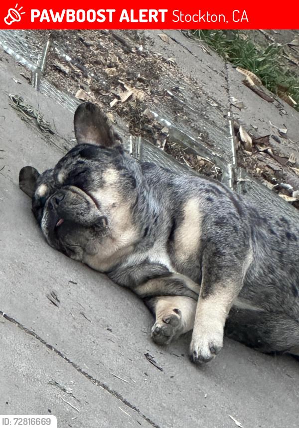 Lost Male Dog last seen veronese way , Stockton, CA 95207