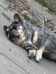 Lost Male Dog last seen veronese way , Stockton, CA 95207
