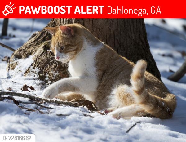 Lost Male Cat last seen Chestatee Bridge project on Highway 52 East, Dahlonega, GA 30533