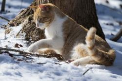 Lost Male Cat last seen Chestatee Bridge project on Highway 52 East, Dahlonega, GA 30533