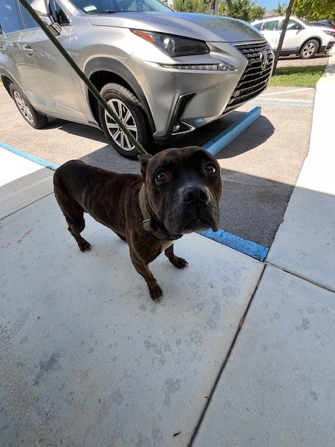Shelter Stray Male Dog last seen Near BLOCK NW 208TH TERR, Doral, FL 33122