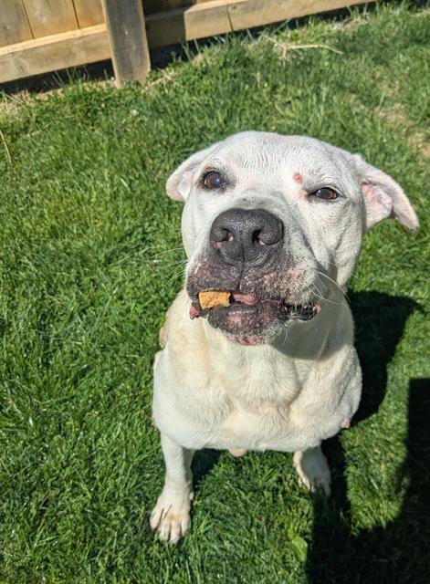 Shelter Stray Male Dog last seen Near , Indianapolis, IN 46221