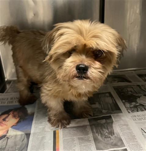 Shelter Stray Male Dog last seen , Los Angeles, CA 91405
