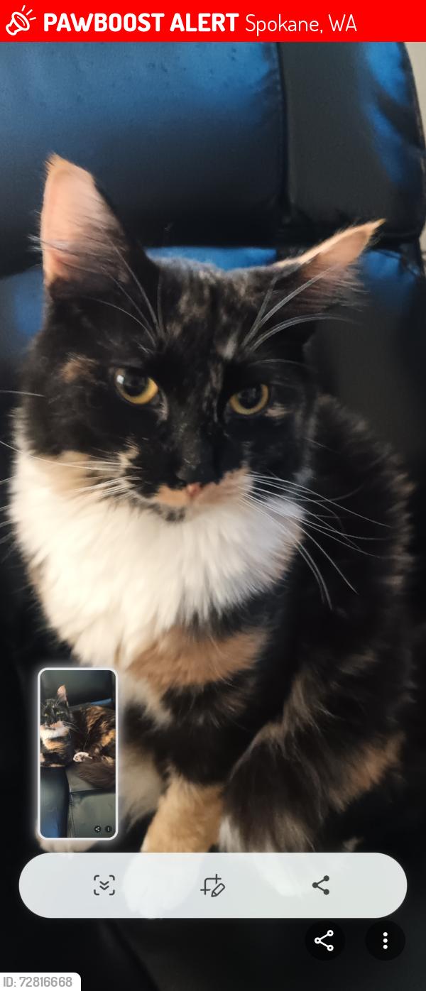 Lost Female Cat last seen Liberty Food Mart, Spokane, WA 99207
