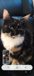 Lost Female Cat last seen Liberty Food Mart, Spokane, WA 99207