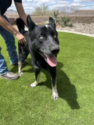 Found/Stray Male Dog last seen 35th ave and sweet water, Phoenix, AZ 85029
