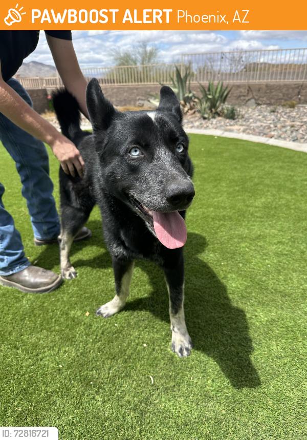 Found/Stray Male Dog last seen 35th ave and sweet water, Phoenix, AZ 85029