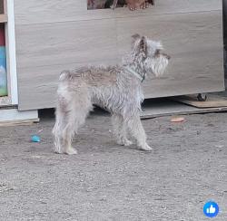 Lost Male Dog last seen West Morris ave modesto ca, Modesto, CA 95350