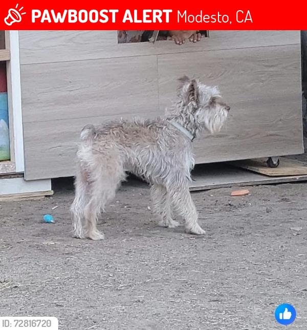 Lost Male Dog last seen West Morris ave modesto ca, Modesto, CA 95350