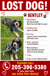 Lost Male Dog last seen Lou George Loop, Hilda Street, Eastern Valley Rd, Bessemer, AL 35022