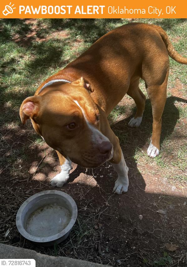 Found/Stray Female Dog last seen NW 81st and McKinley, Oklahoma City, OK 73114