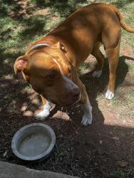 Found/Stray Female Dog last seen NW 81st and McKinley, Oklahoma City, OK 73114