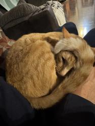Lost Male Cat last seen East 64th and McKinley , Tacoma, WA 98404