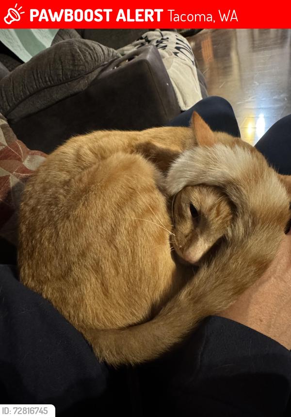 Lost Male Cat last seen East 64th and McKinley , Tacoma, WA 98404