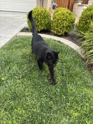 Found/Stray Unknown Cat last seen Radiance Lane, Rancho Santa Margarita, CA 92688
