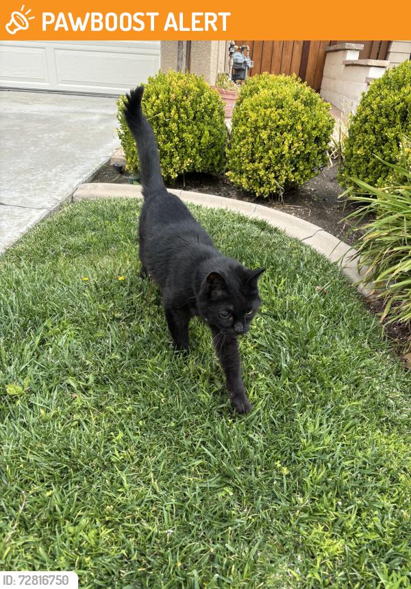 Found/Stray Unknown Cat last seen Radiance Lane, Rancho Santa Margarita, CA 92688