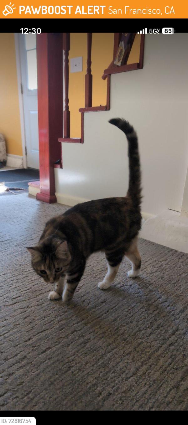 Found/Stray Female Cat last seen Glen Park, San Francisco, CA 94131