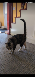 Found/Stray Female Cat last seen Glen Park, San Francisco, CA 94131