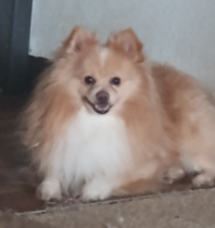 Lost Male Dog last seen Evans and Lowell, Denver, CO 80219