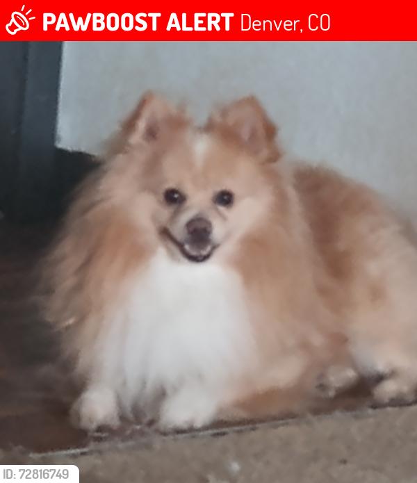 Lost Male Dog last seen Evans and Lowell, Denver, CO 80219