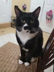 Lost Male Cat last seen Near Omaha st Carol stream , Carol Stream, IL 60188