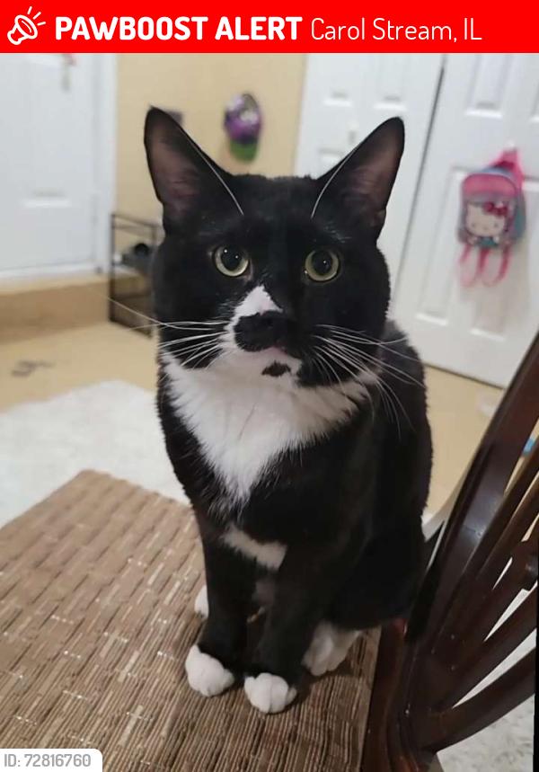 Lost Male Cat last seen Near Omaha st Carol stream , Carol Stream, IL 60188