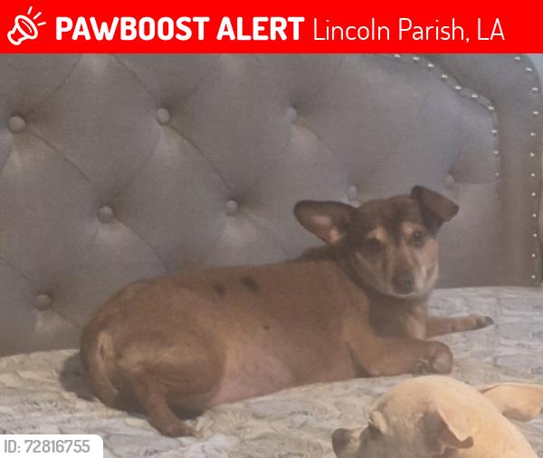 Lost Male Dog last seen Myrtle Place, Lincoln Parish, LA 71275