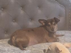 Lost Male Dog last seen Myrtle Place, Lincoln Parish, LA 71275