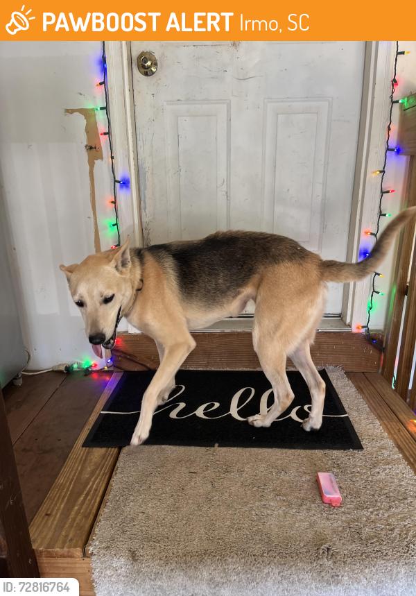 Found/Stray Female Dog last seen Hollingshed, Irmo, SC 29063