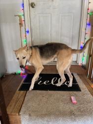 Found/Stray Female Dog last seen Hollingshed, Irmo, SC 29063