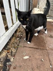 Found/Stray Unknown Cat last seen 30th and Madison ave, San Diego, CA 92116