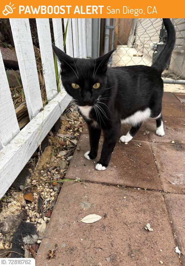 Found/Stray Unknown Cat last seen 30th and Madison ave, San Diego, CA 92116