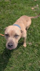 Found/Stray Male Dog last seen Bubbling Spring LN, Houston, TX 77086