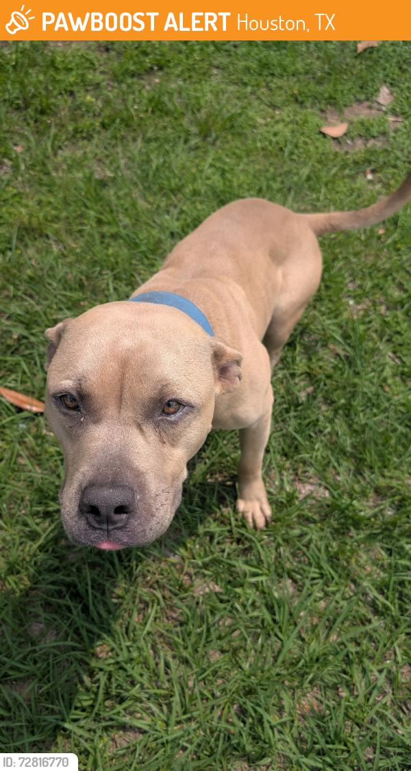 Found/Stray Male Dog last seen Bubbling Spring LN, Houston, TX 77086