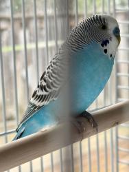 Found/Stray Unknown Bird last seen Near Hayden Heights Recreation Center, Maplewood, MN 55119
