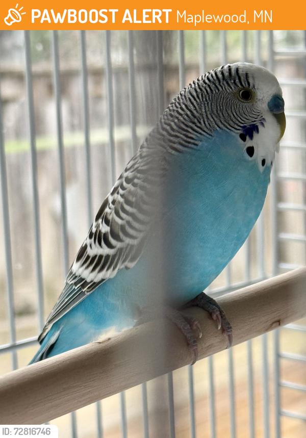 Found/Stray Unknown Bird last seen Near Hayden Heights Recreation Center, Maplewood, MN 55119